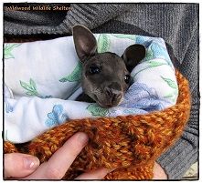 Wildwood Wildlife Rescue - Wally the Wallaby in Care