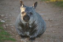 Wombat Awareness Organisation - Southern Hairy Nosed Wombat