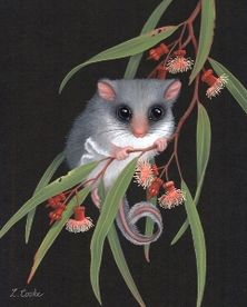  Lyn Cooke Wildlife Artist - Feathertail Glider and Coral Gum