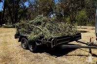 Branches from a fallen tree loaded for Possum Paws Wildlife Shelter