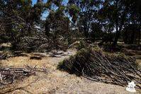 Fallen trees can Help Our Wildlife Shelters