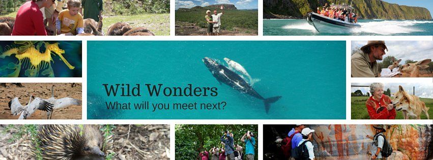 Wild Wonders Header Image