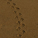 Wildlife Tracks