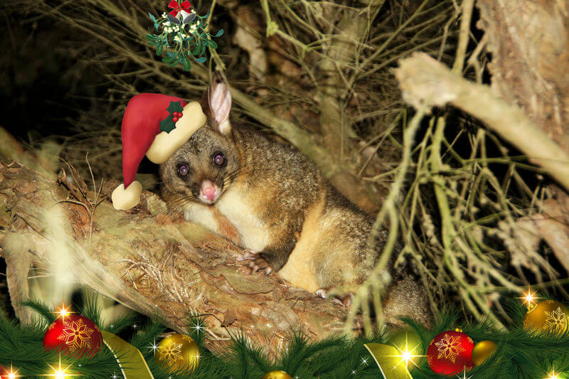 Image result for australian christmas possum