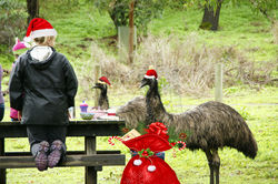 On the 12th Day of Christmas People and Wildlife Celebrate together with a picnic in the bush.