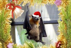 14th Day of Christmas this Flying Fox struggles to keep it's Santa Hat on!