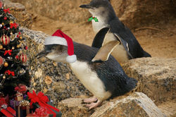 On the 15th Day of Christmas this Little Penguin is hoping these presents are full of fish and squid!