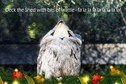 On the 17th Day of Christmas the Tawny Frogmouth is singing Aussie Christmas Carols