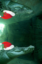 On the 19th Day of Christmas the Saltwater Croc admires his reflection in the water.