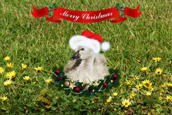 On the 21st Day of Christmas this Cygnet has found a Santa Hat as fluffy as it is.