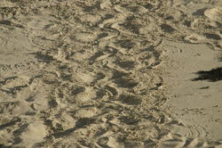 Australian Fur Seal Tracks - Kangaroo Island