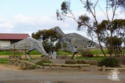 Big Mallee Fowl - Patchewollock - Vic