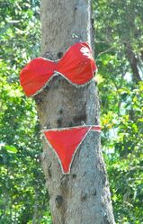 This tree has the figure for a bikini - so why not? Mission Beach QLD - photo by Penny Smith