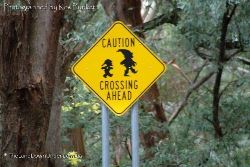 Bush Pixie crossing - really! - High country of Victoria