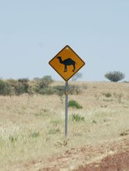 Watch for Camels - they're bigger than you! - Central Australia