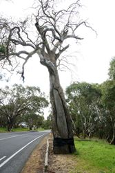 Aboriginal people have cut out a canoe from this tree a long time ago - South Australia