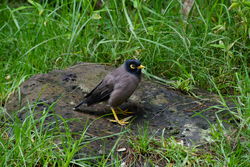 Common Myna - Feral Species not to be confused with the Indian Myna - a native species
