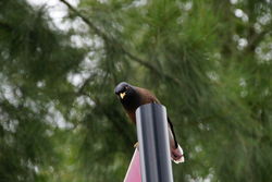 Common Myna - Feral Species not to be confused with the Indian Myna - a native species