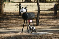 This cow letterbox used to stand on her own - but now she has a calf! - Victoria