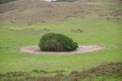 Eaten to the ground - no grass can grow around this shrub from rabbits