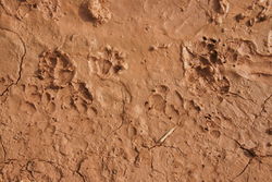 Dingo tracks in the mud on the Nullarbor - SA