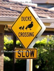 Ducks Ahead - slow down, those tiny legs of ducklings don't go that fast - Victoria