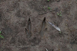 Eastern Grey Kangaroo Hind Feet Track - Victoria
