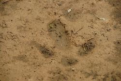 Emu track - Grampians National Park Vic