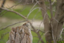 Female Sparrow - so small but so invasive!