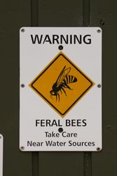 Feral Bees - these bees can be aggressive.