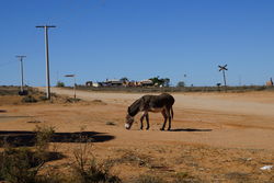 Feral Donkey of Silverton in NSW - The Land Down Under, Australia