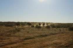 Wild Brumbies - Feral Horse of the outback in NSW