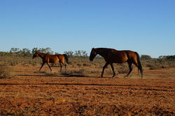 Feral Horses - wild Brumbies of outback NSW - The Land Down Under