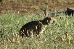 Feral Rabbits - devastating to plant life which feeds native animals