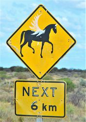 Watch out for flying horses in the outback. Photographed by Penny Smith - Menindee NSW