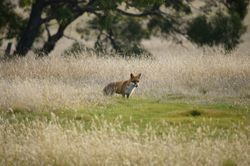 Fox - Feral species to Australia