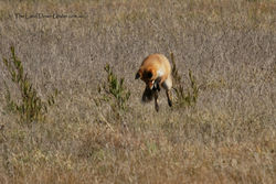 Fox hunting field mice in Central Victoria