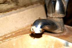 Green Ants search a tap for water in a toilet block in the bush of the Northern Territory