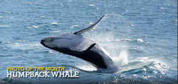 Young humpback whale calf breaches from the depths of the ocean at Eden on the NSW coast.