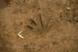 Kangaroo front paw print - Grampians National Park Victoria