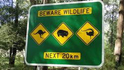Kangaroos, Wombats and Lyrebirds - by Jacqueline Graf
