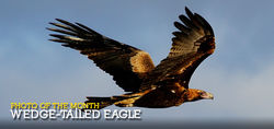 King of the Australian Skies - the Wedge-tailed Eagle