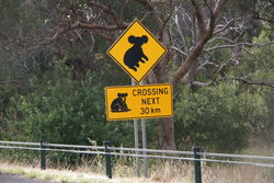 Koala Crossing - The Land Down Under - Australia
