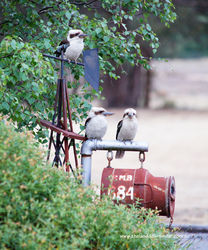 Nothing says Australia like kookaburras