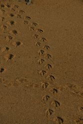 Little Penguin Tracks - Tasmania