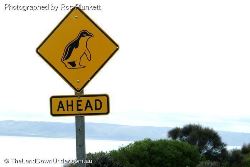 Little Penguins Ahead