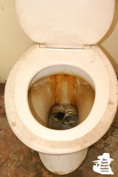Python lives in the outback loo in the Northern Territory