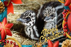 On the 5th Day of Chrismtas Emu Chicks wonder what all the fuss is about