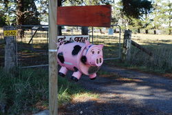 Pink Pig mailbox - regional NSW