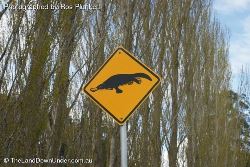 Platypus Crossing - yep, watch out for Platypus crossing the roads - Tasmania